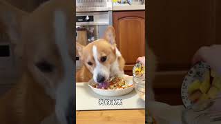 Late Work, Quick Dinner: Feeding My Two Pals with Homemade Dog Rice