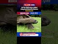 194 Year Old Tortoise is Oldest Living Land Animal By Guinness World Records