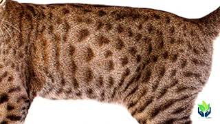 Gato Ocicat