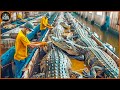 How farmers transport and process millions of crocodiles  crocodile farm  processing factory