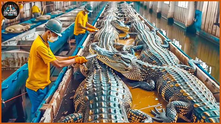 How Farmers Transport And Process Millions Of Crocodiles - Crocodile Farm | Processing Factory