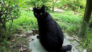 クマのような黒猫がノシノシと歩く