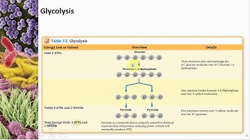Chapter 07 Microbial Metabolism - Cowan - Dr. Mark Jolley