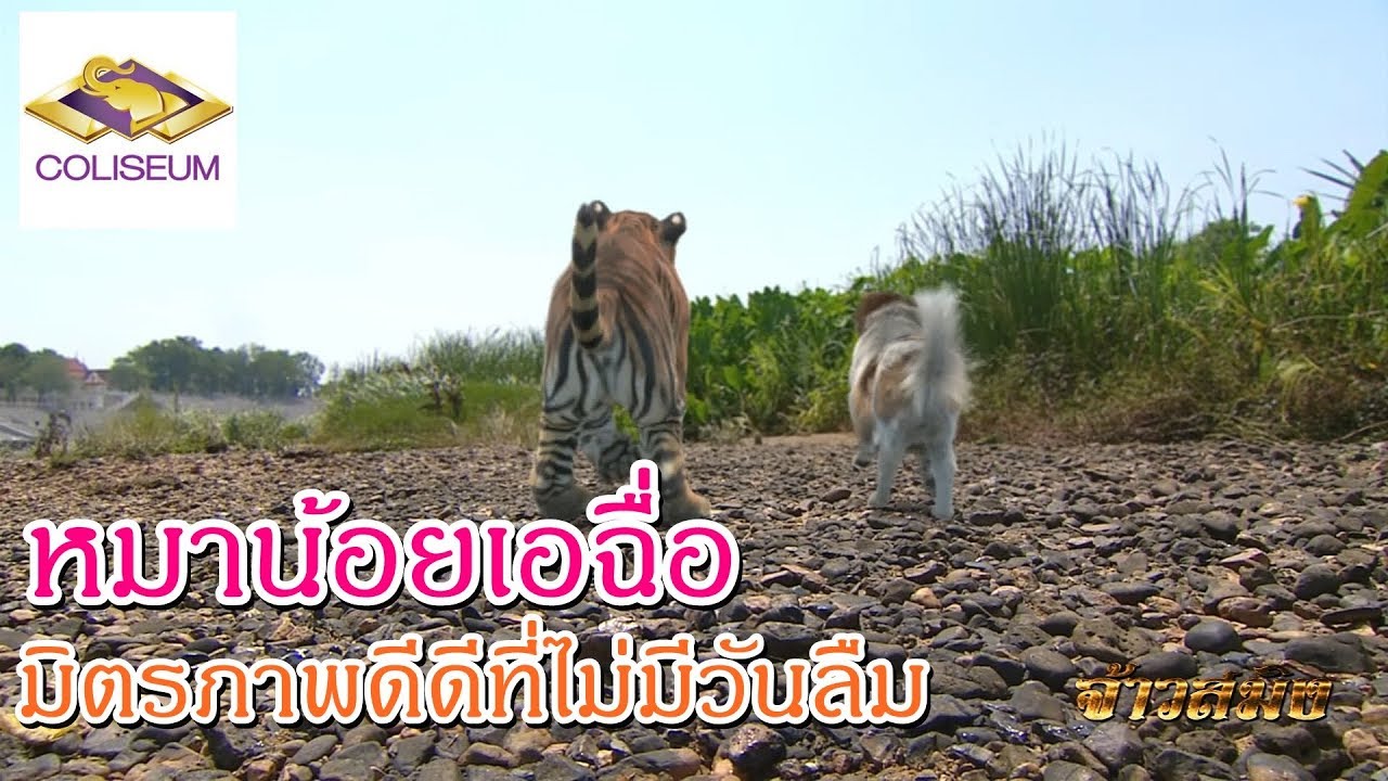 เพลงคำสาป Ost.จ้าวสมิง [Version หมาน้อยเอฉื่อ]