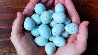 Prepelițele cu ouă albastre! Celadon Quail.