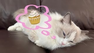 🧁Coconut's super interested in our cupcakes!🧁