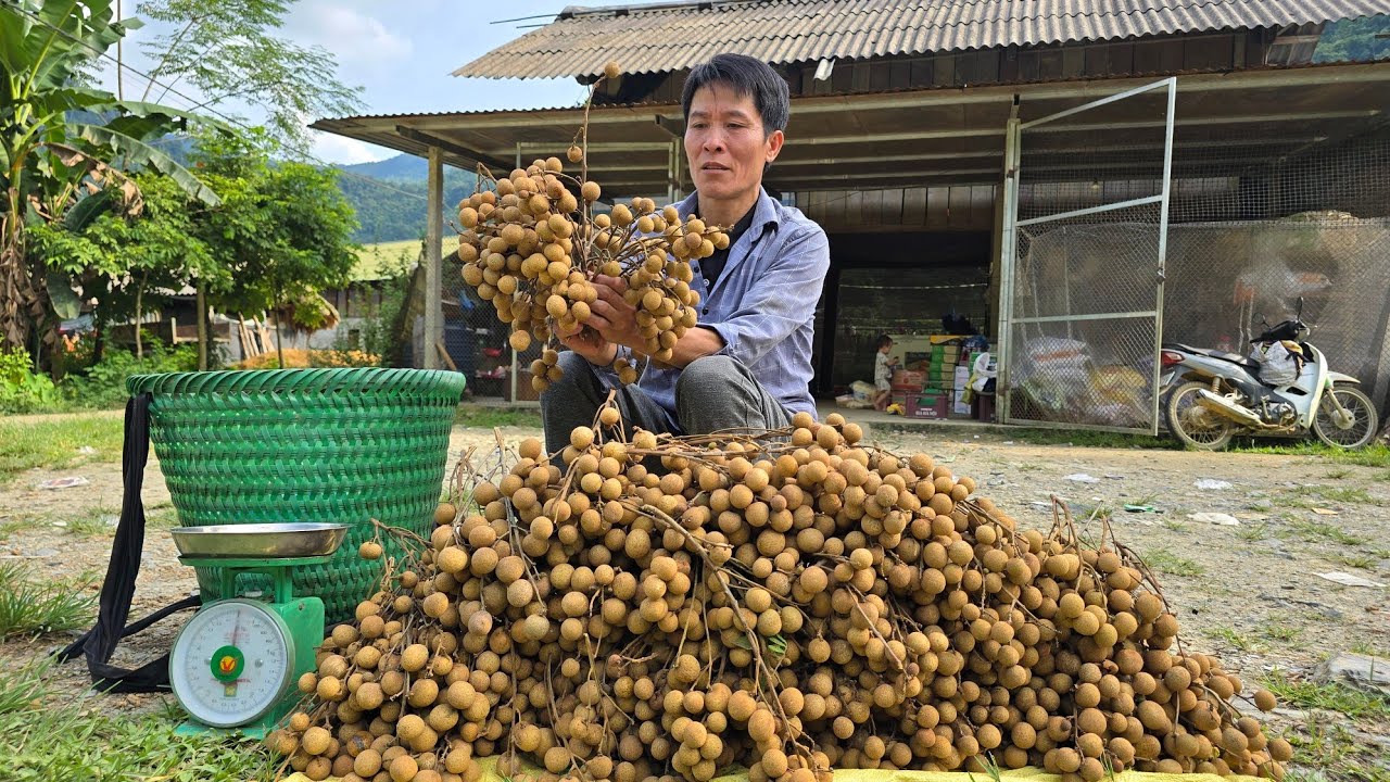 Longan Harvest & Sale – End the Day with a Quick, Comforting Instant Noodle Treat | Solo Survival