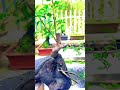 How to Prune a YoungCherryTree#satisfying#pruning#farming#shorts