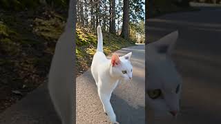 Vancouver’s Highest Point: Queen Elizabeth Park AI Walk | Yoko’s Travel Diary