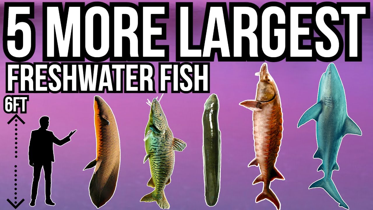 5 More Of The Largest Freshwater Fish In The World Part 7 - Youtube