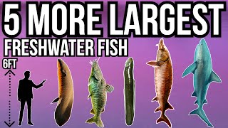 5 More of The Largest Freshwater Fish In The World Part 7