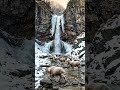 Mountain Goat #mountaingoats #mountain #GOAT