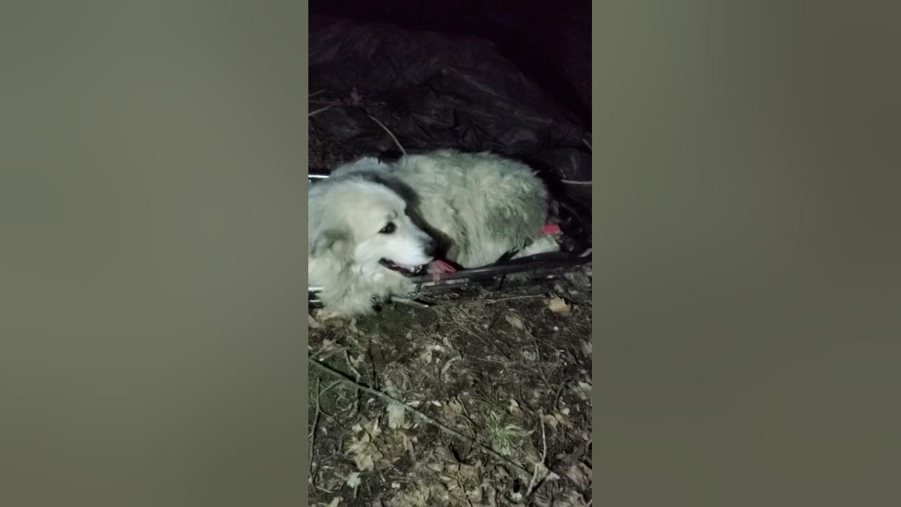 Stonelick Township Fire Department rescuing our Great Pyrenees YouTube