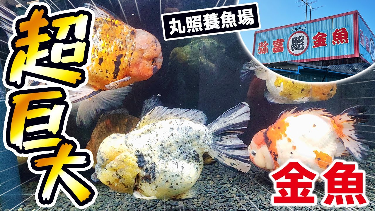 【丸照養魚場】数年ぶりに入荷した超巨大金魚の群が泳ぎます！らんちゅう大量入荷情報も‼︎「しまもんチャンネル」から大切なお知らせもあります。