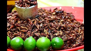 Eating Bugs in Mexico City