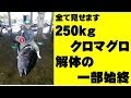 250kgクロマグロ解体一部始終お見せします