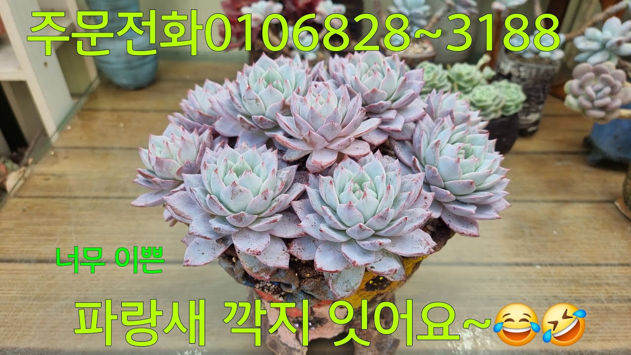 (26.3.3.화)깍지 캐어 한 후에 심어요~😁😆