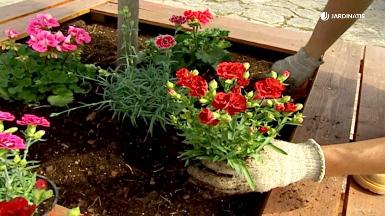 Claveles en el jardín: consejos de plantación y mantenimiento