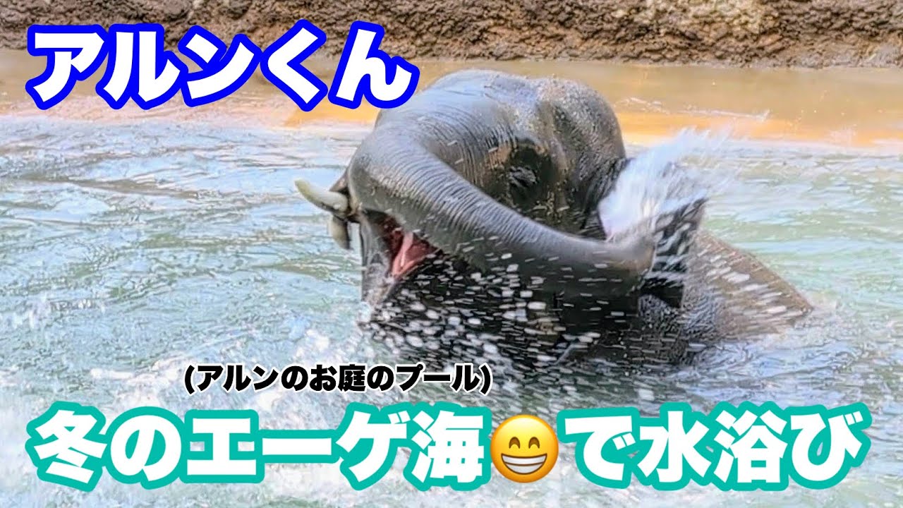 アルンくんのエーゲ海で水浴び&トレーニング　2025.12.02