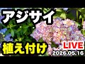 ◆アジサイを植えますLIVE🪴