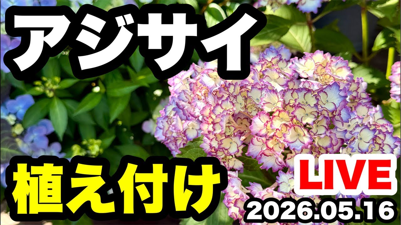 ◆アジサイを植えますLIVE🪴
