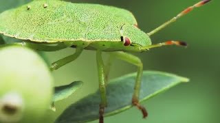 Green Bug Palomena Prasina Stock Video