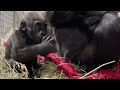 #GorillaStory: Snacktime With Zahra (Fruitsicle Cube)