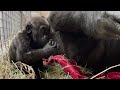 #GorillaStory: Snacktime With Zahra (Fruitsicle Cube)