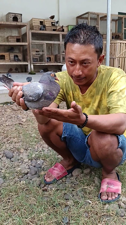 ANAK MERPATI THOR. ( Rekomendasi langsung dari mas juned Kenwood  )