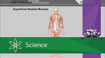 Was sagt der Skelettmuskel aus?