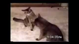 Cat attacks horse, Crazy Cat Attacks