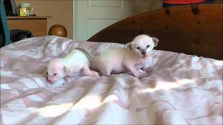 Two Burnthwaites Siamese Kittens age 10 and 13 days old