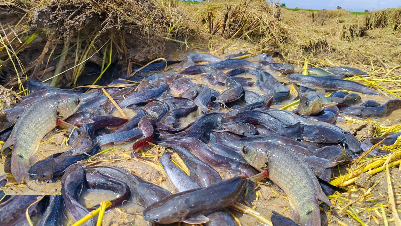 wow amazing fishing skills, pick duck eggs in rice field after the rain and catch fish by hand