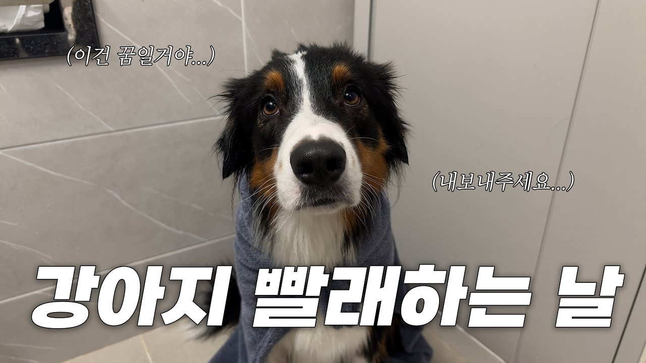 강아지 빨래하는 날