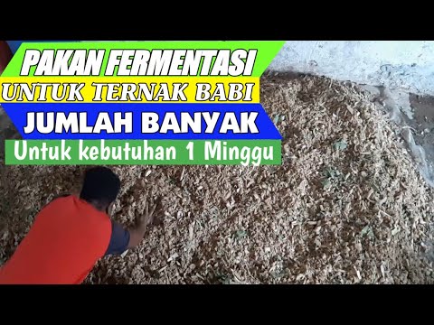 Video: Bagaimana untuk menyediakan makanan babi?