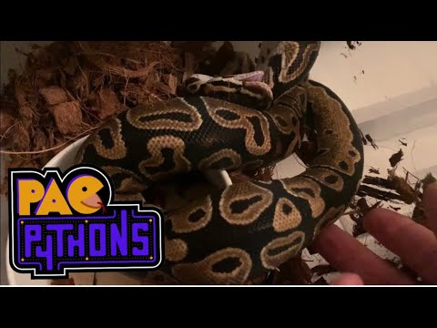 Image showcasing Ball Python Feeding Tips | ReptiFiles' Ball Python Care Guide