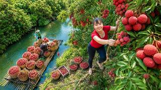 TIMELAPSE -- Harvest Millions of Fruits Lychee Grown Beneath the Fields The Hard Life in the Village