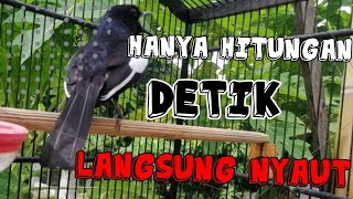 Kacer Poci Anda Pasti Langsung Emosi Jika Dengar Suara Kacer Ini  Pancingan Kacer Betina