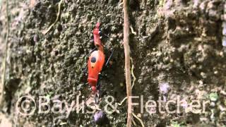 Red bugs mating, Malaysia. 20120515_140917.mp4
