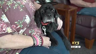 Leigh s Lost and Found Lost senior dog found after almost one year