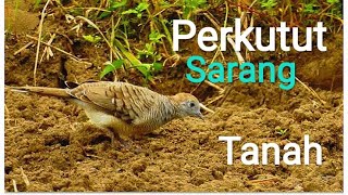 Perkutut Sarang Tanah Yg Jahat