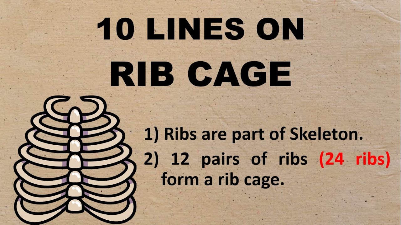 10 Lines on Rib Cage in English Few Lines on Rib Cage About Rid