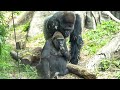 Gorilla Family Observes Momoko's Coprophagy. 2/₆