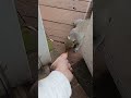 #squirrel #short #viral #wildlifehabitat #naturelover