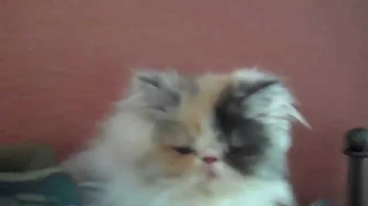 Watch the video about Paz4PlayCattery.com Madaline Dilute Calico Female Persian