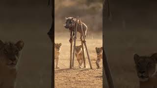 Warthog Im Not On The Menu Today