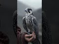 Speed, focus, and precision#FalconLife #BirdOfPrey #SkyHunter #NatureReels #ViralVideo