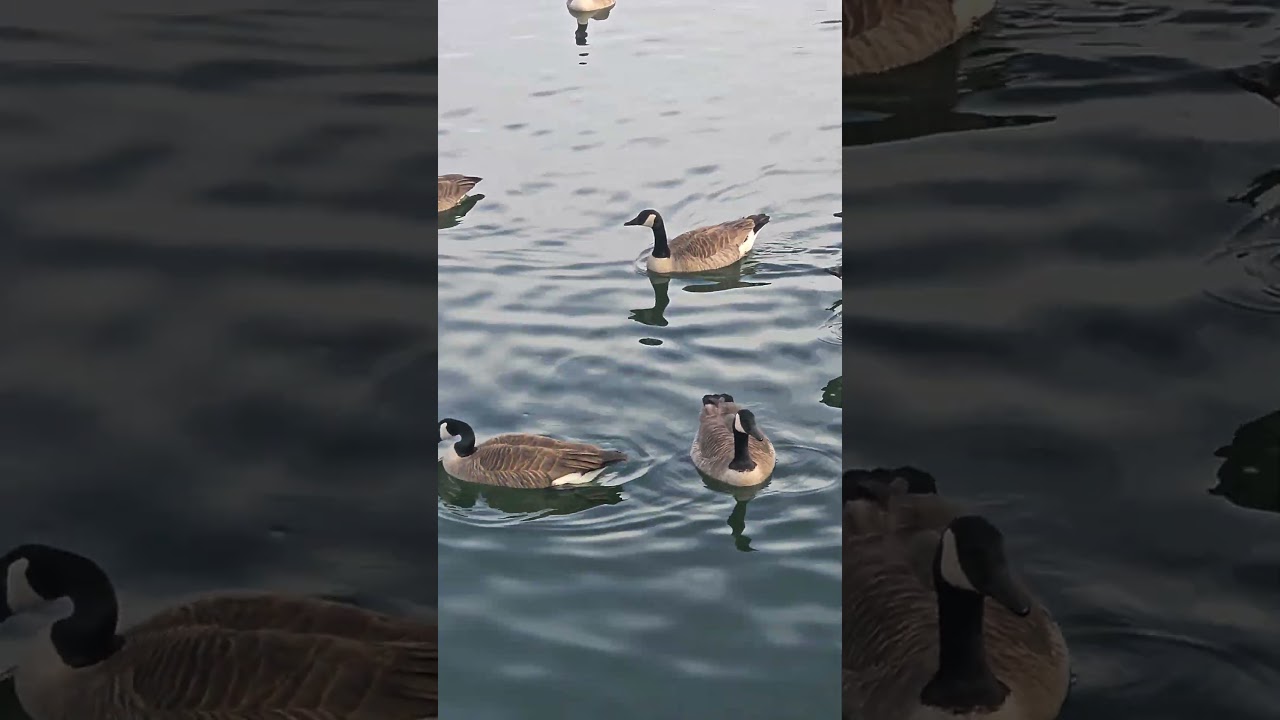 #goose