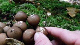 So Satisfying Puffball Bursting