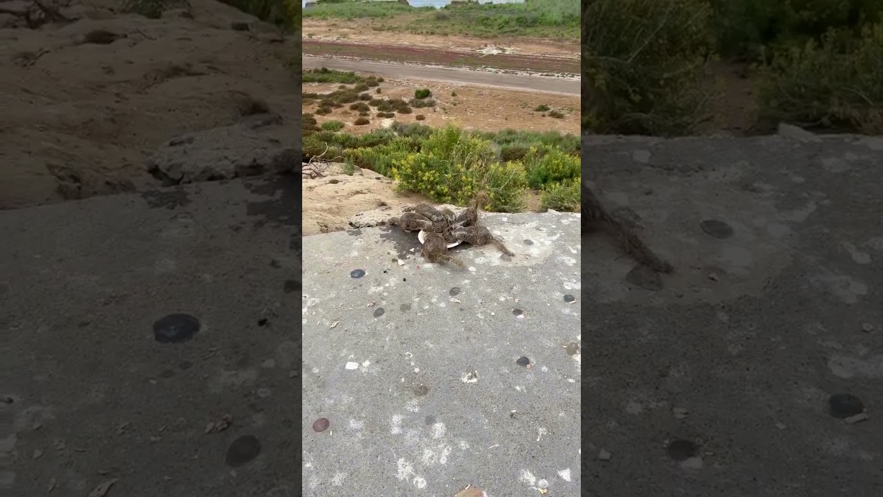 Why only Indian Squirrels have stripes on their back?😊